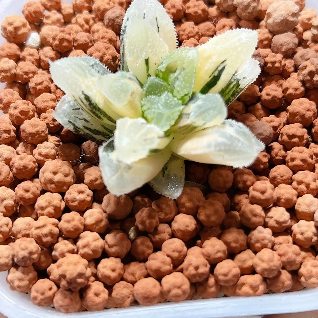 十二卷多肉白帝城