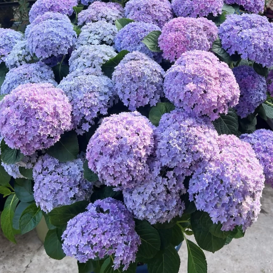 淡蓝花园【15加仑】老桩大花绣球- 花园阳台庭院盆栽绿植植物