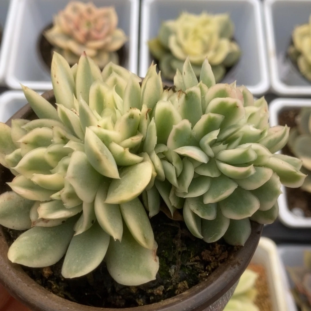 594紫蝴蝶锦锦锦锦锦锦