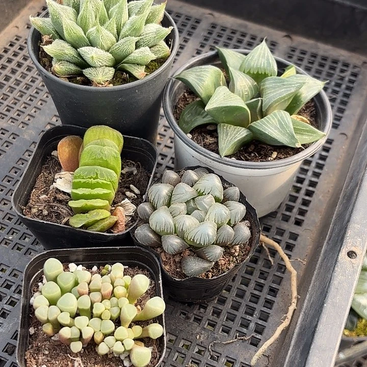 玉露组合套餐浮力一筐