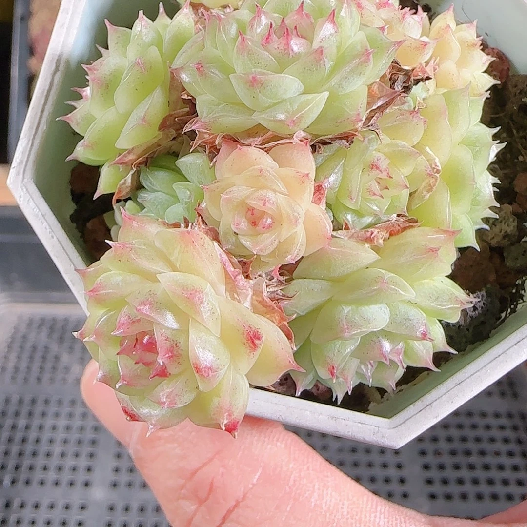 1125-66群生不包整