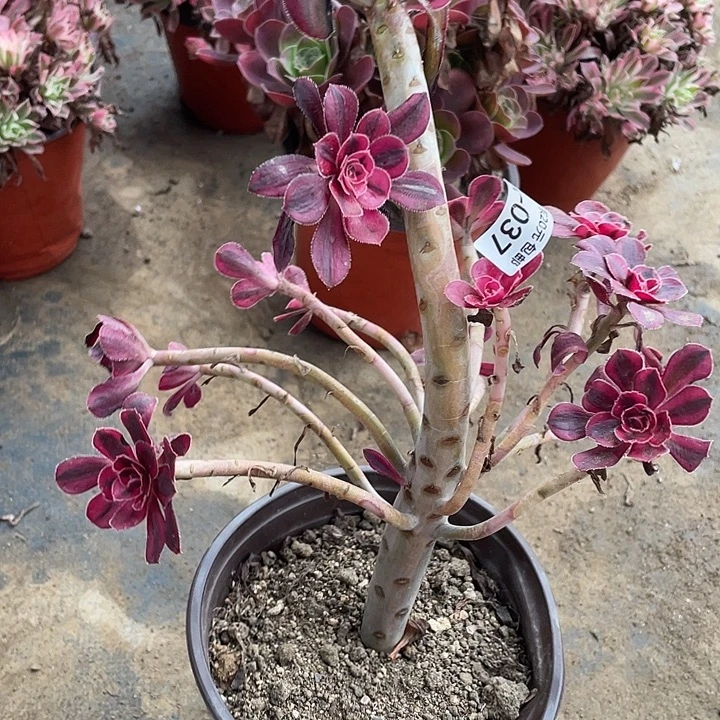 37香奈儿多肉植物法师