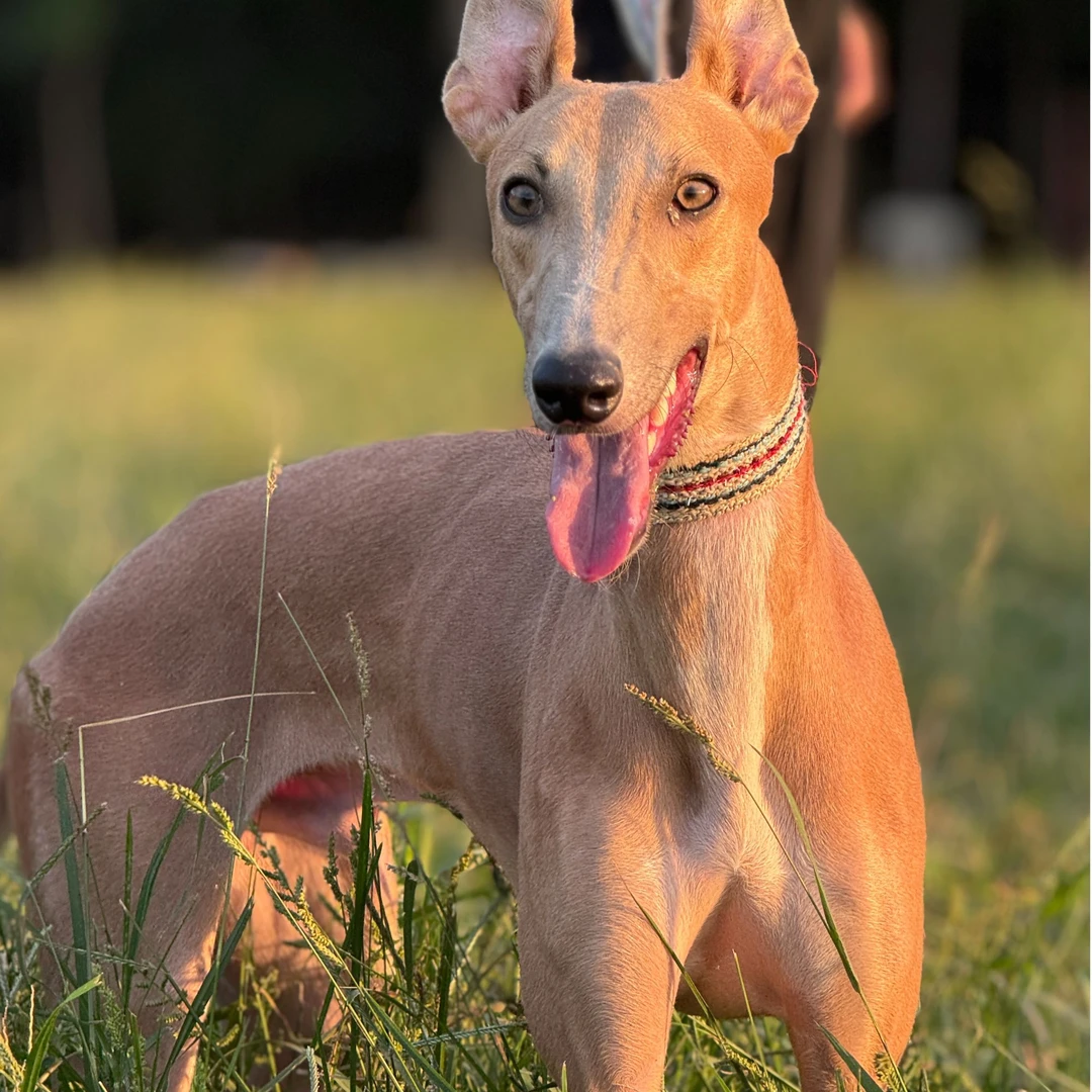 [大良家犬舍]T狗狗活体