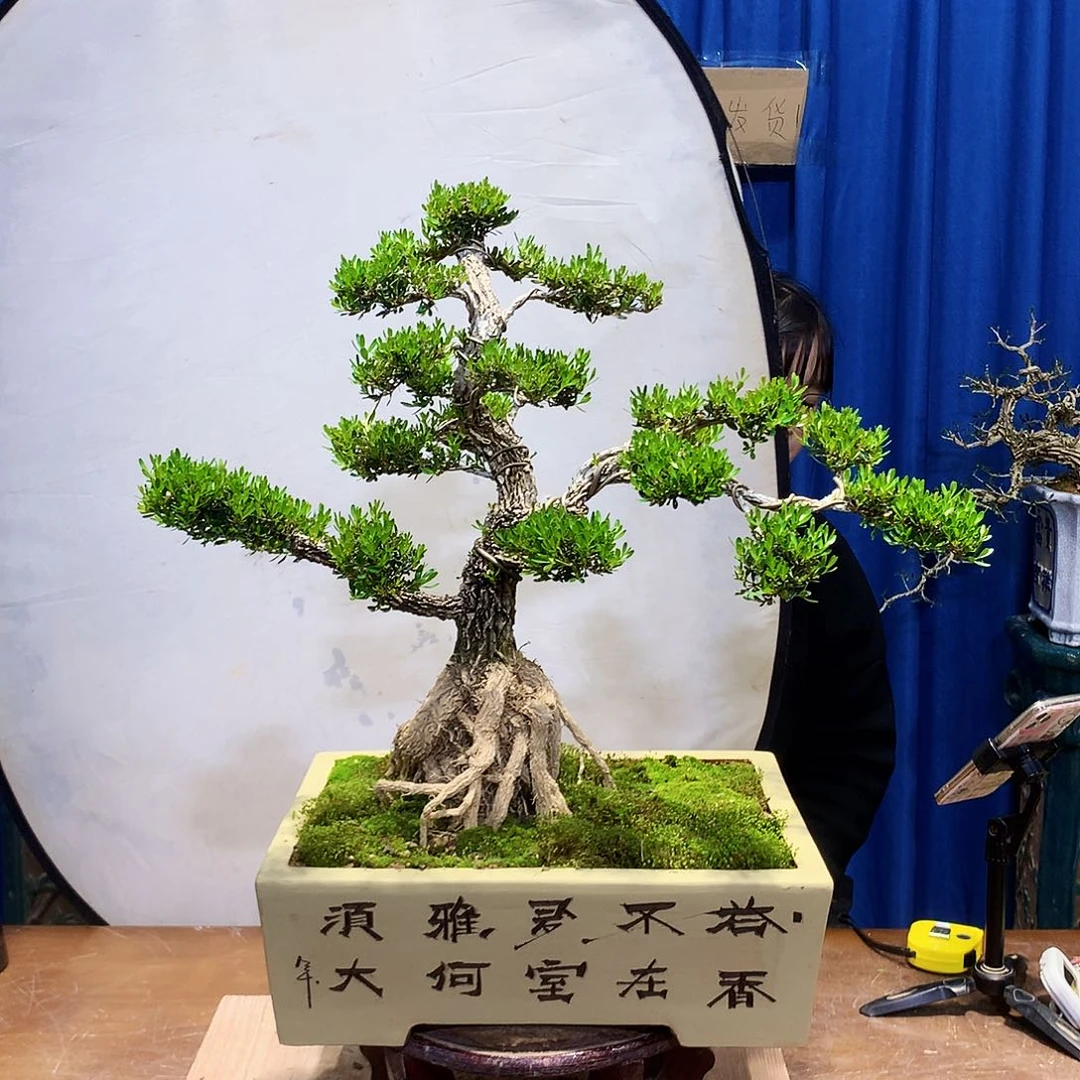 黄杨盆景一物一拍