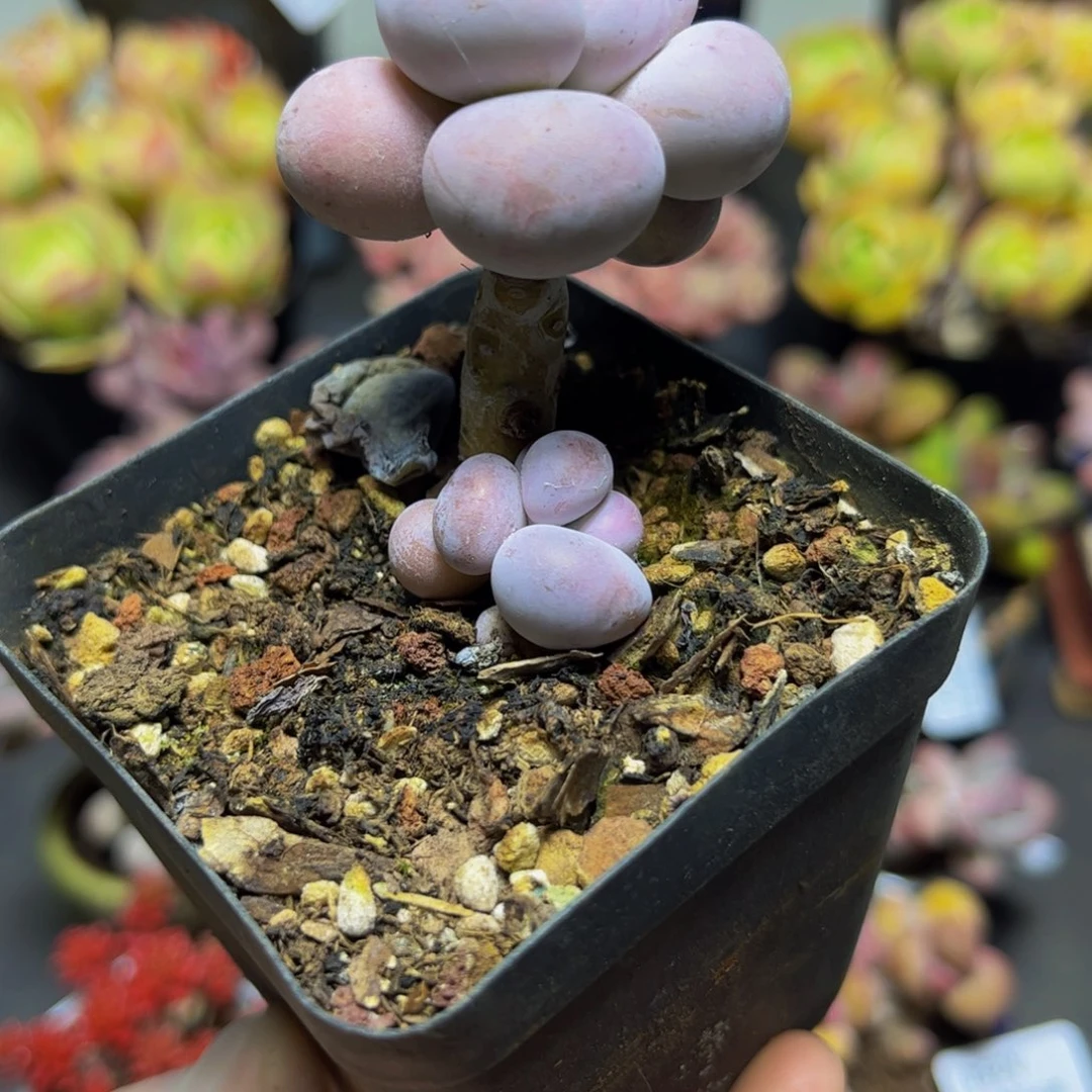 284芭比奶酪单头4厘米多肉