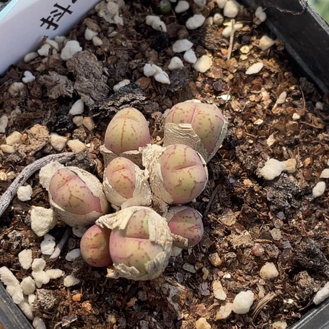 4-35荧光猴多肉植物肉锥