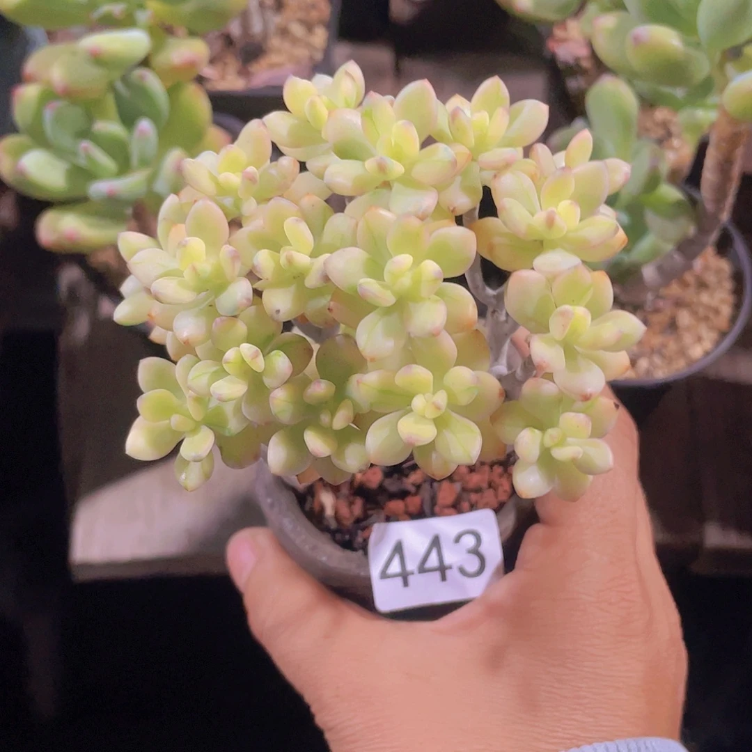 米奇锦 多肉植物的