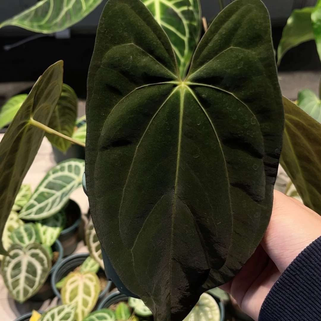 完全开放加通湖papi