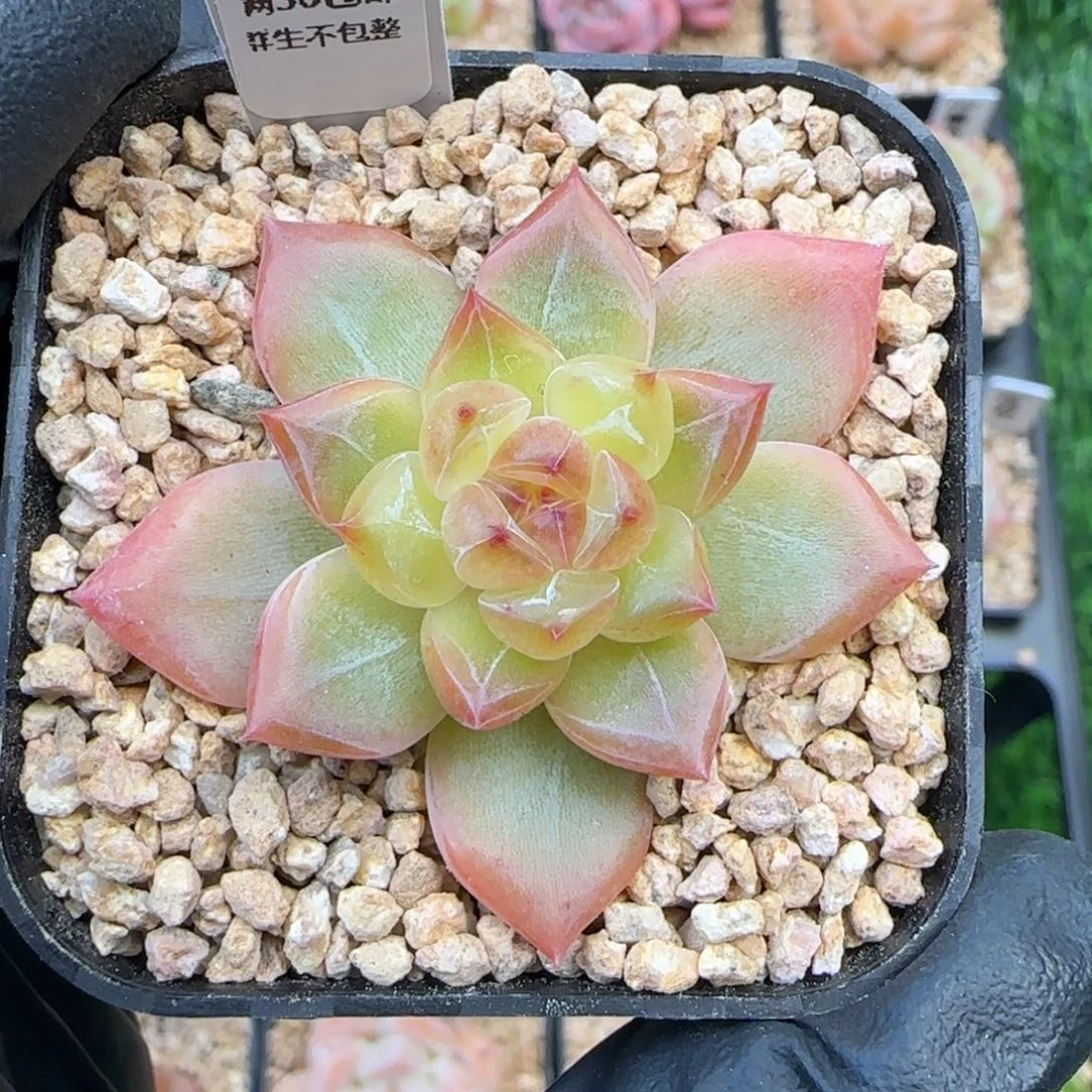 056  孤品  5厘米盆