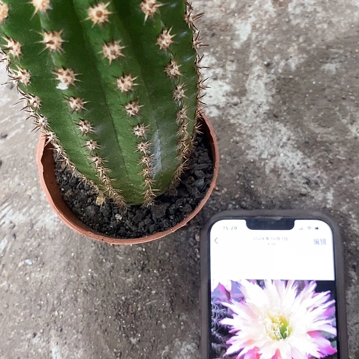 北极星，高10公分左右