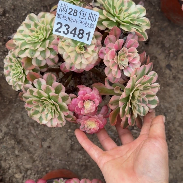 23481同白多肉植物