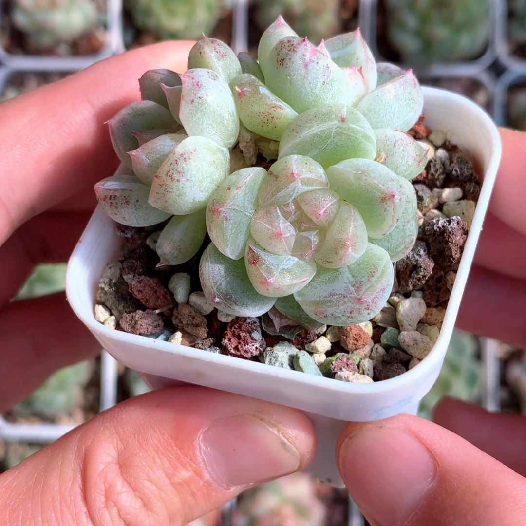 3头白糯心石化。     4号