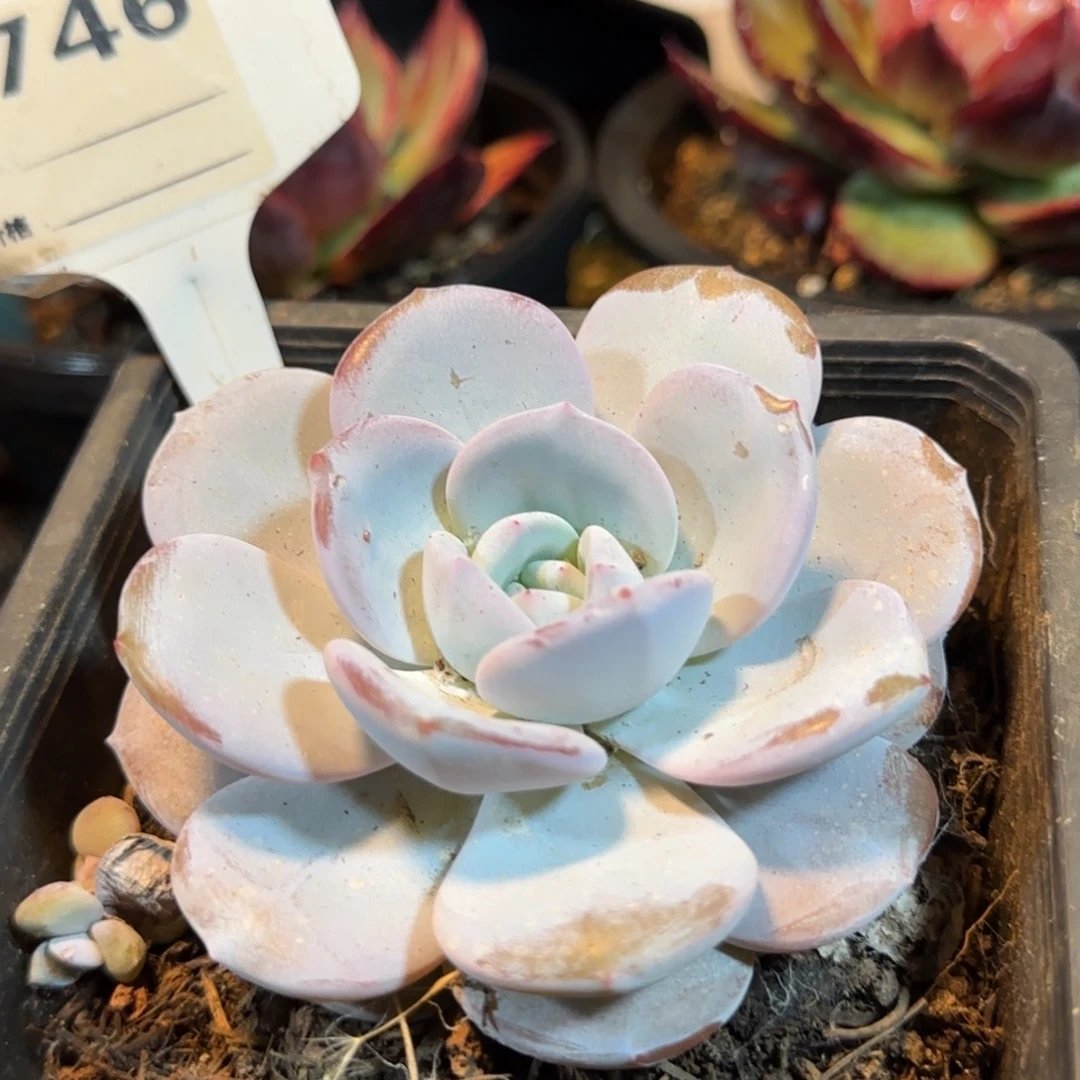 韩版奶茶惊鸿一物一拍包装收缩花旱746