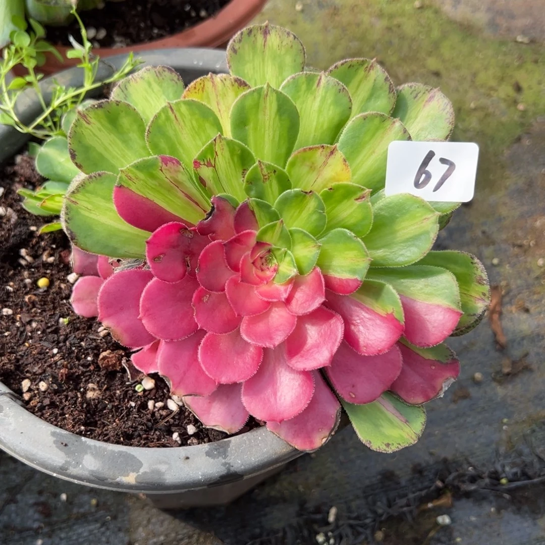 67知否多肉嘻嘻嘻紫