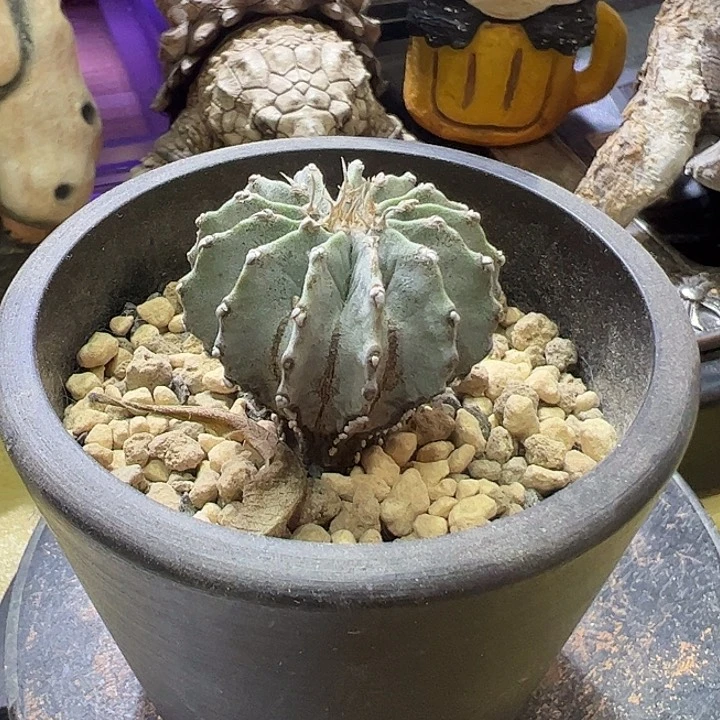 ?****?娇娇娇娇娇娇娇娇娇娇家