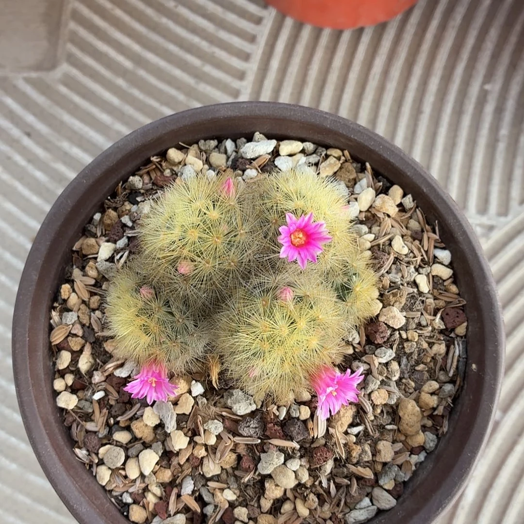 小***隽无花朵嘉汶丸！！！！！！