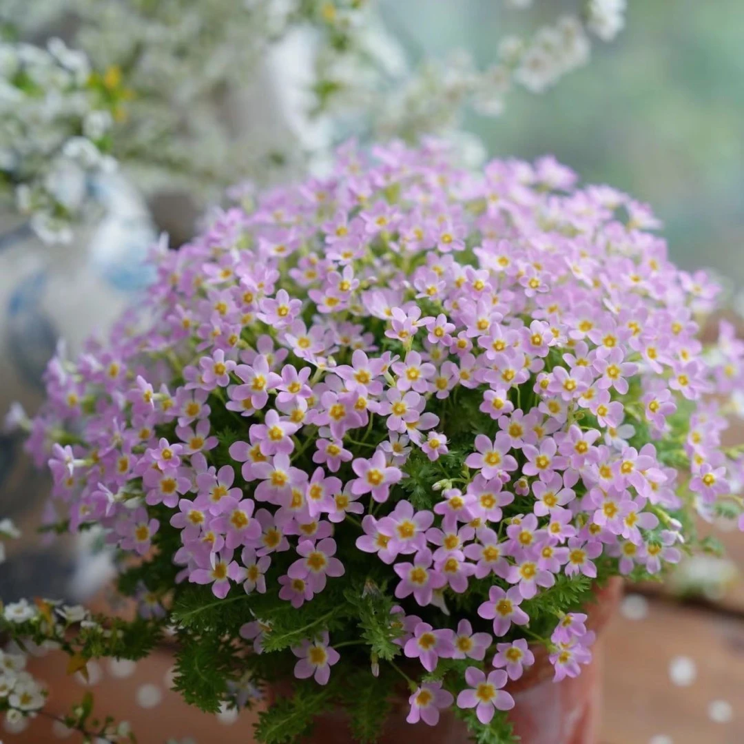 安徽羽叶报春耐寒好养爆花基地直发