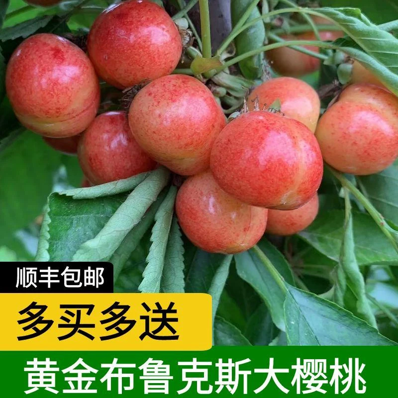 冰糖脆【还没开价黄金布鲁克斯樱桃】28-22mm大果 买3斤送2斤 共5斤