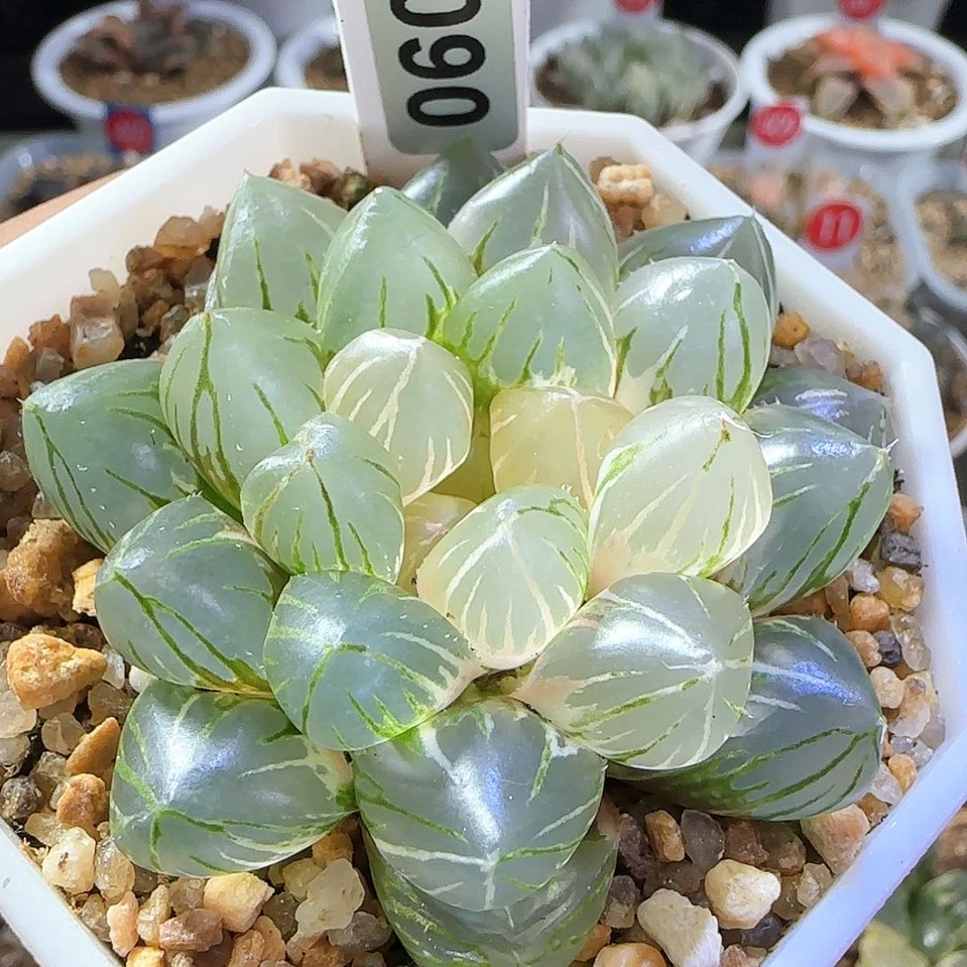 090号OM玉露锦一物一拍带盆土