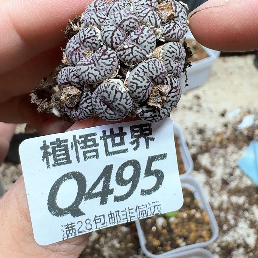 多肉W的人吃饭gb n