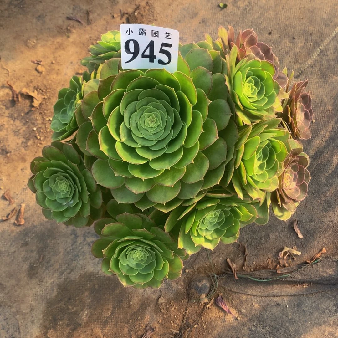 半*多肉万圣节945.000