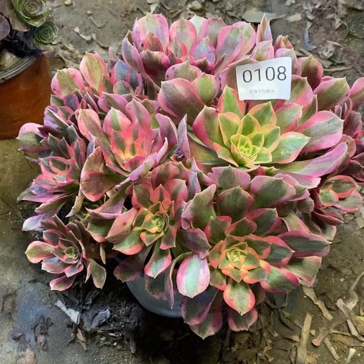 皇后多肉断头不包0108