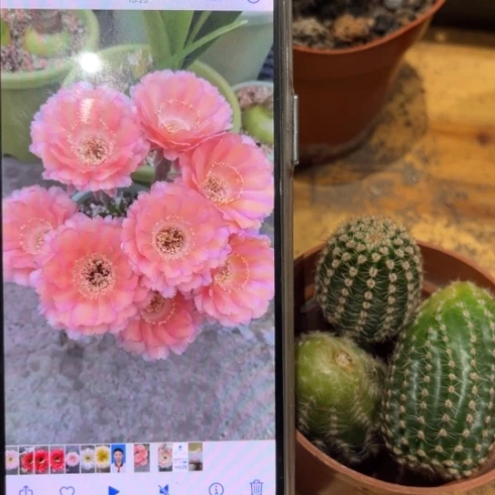 彩草心舞2公分左右的侧芽