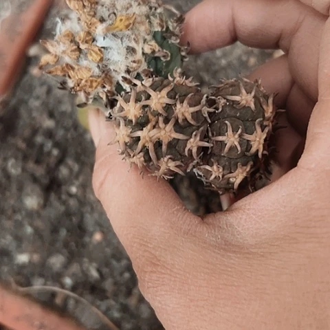 1181处理枕木无根的仙人球