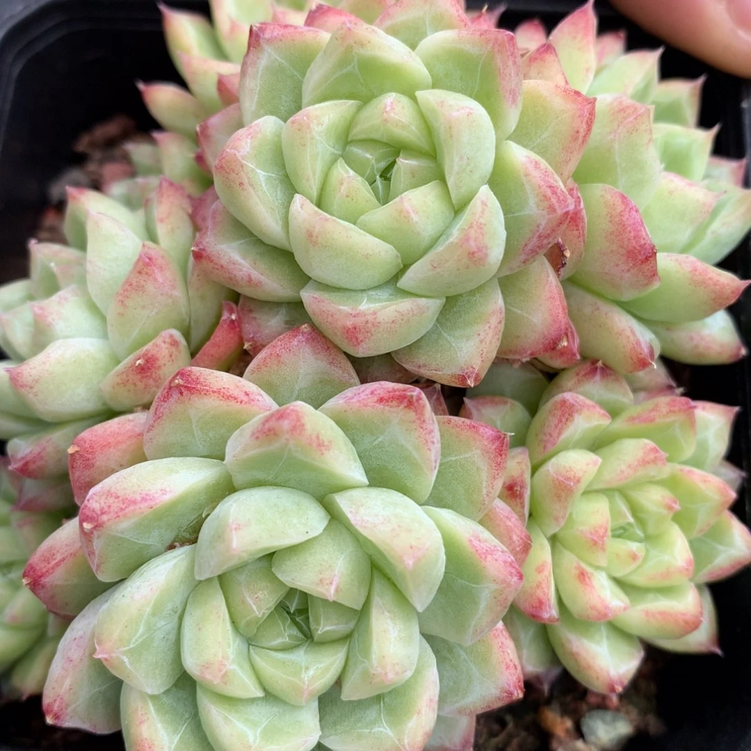 0513-862 女王玫瑰