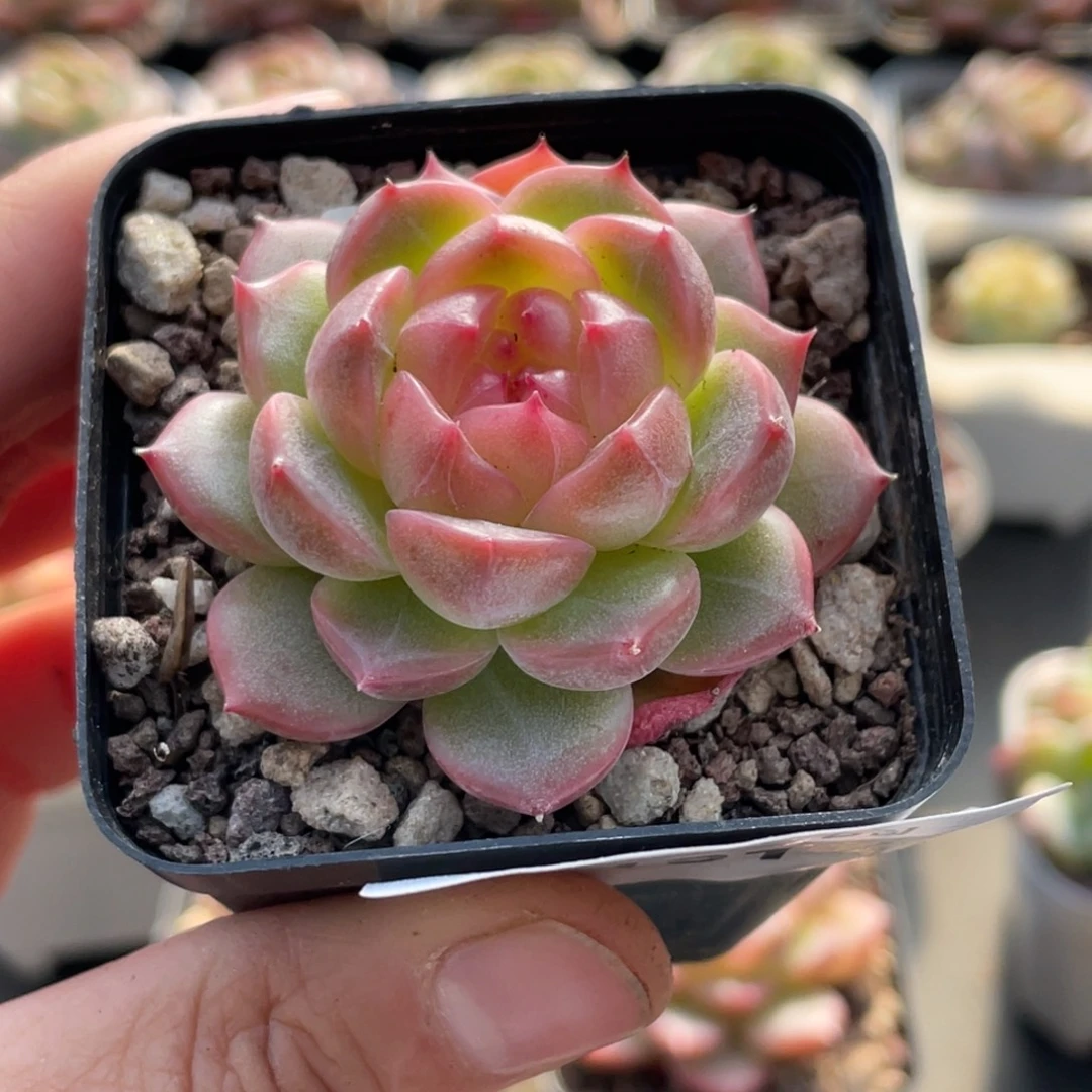 七***妹191号糖心冰心珍妮 格格巫