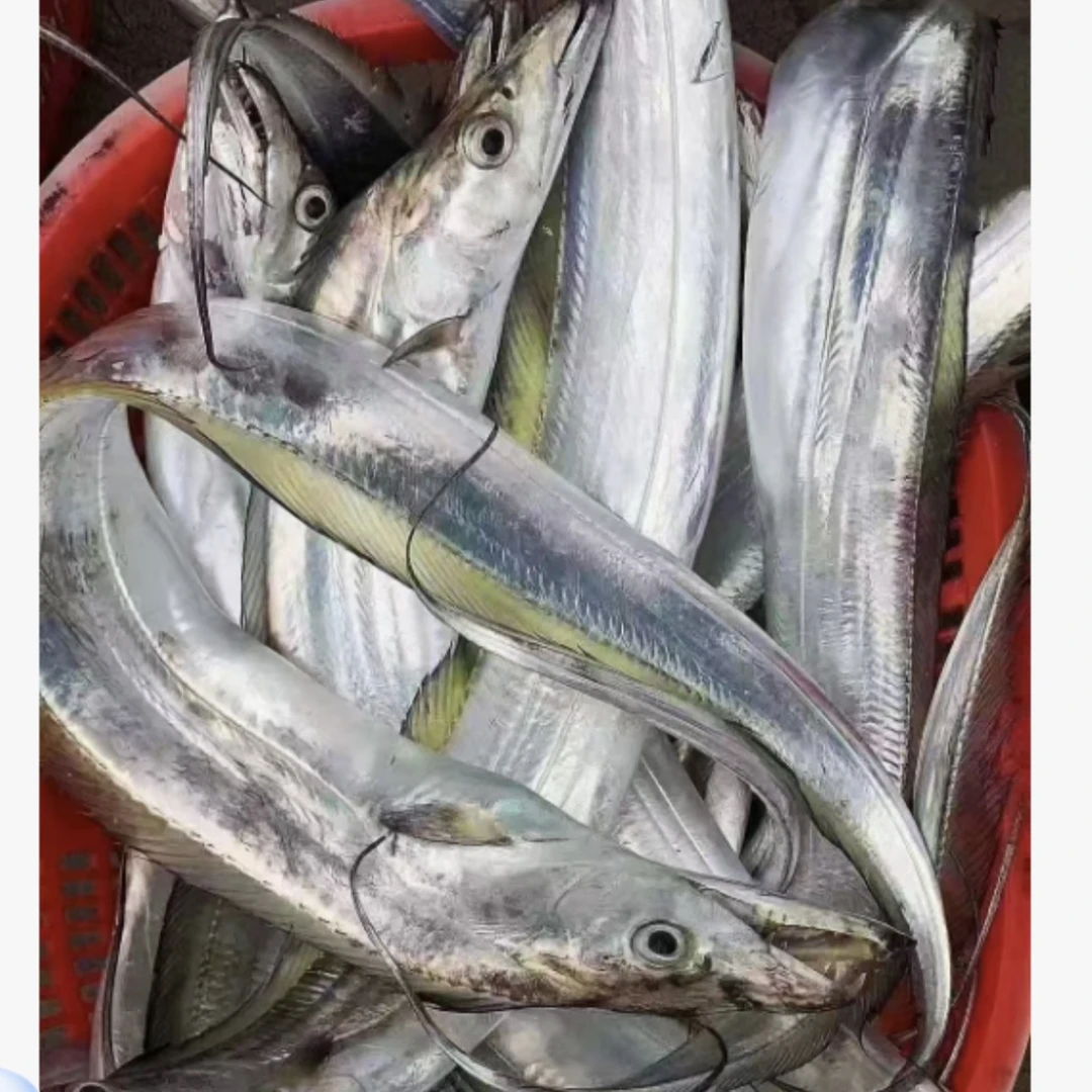 【 浩妈专属 】神泉港 照灯带鱼 （整条发货5斤/2-3条）顺丰发货