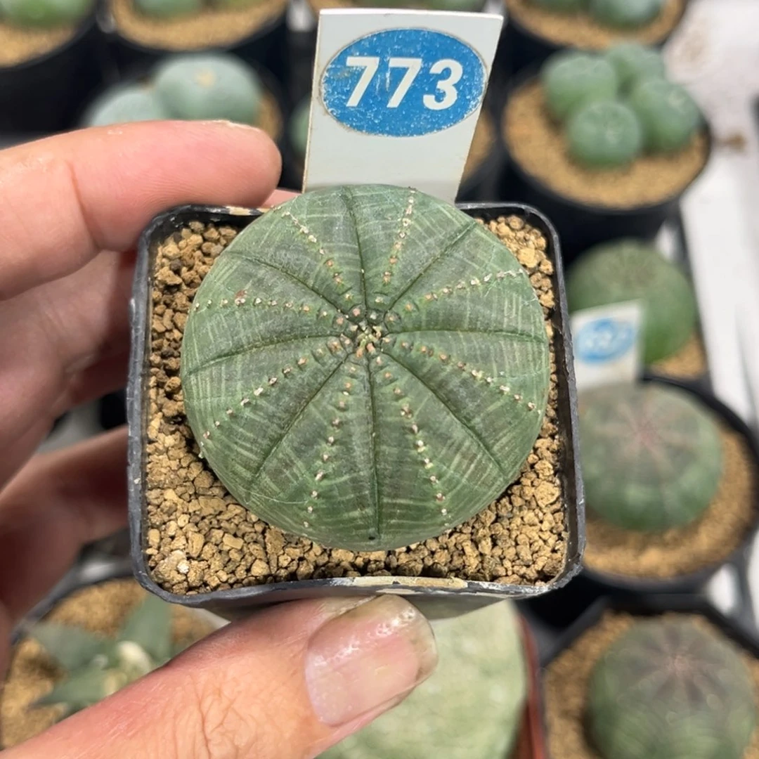 772布纹球带盆带土