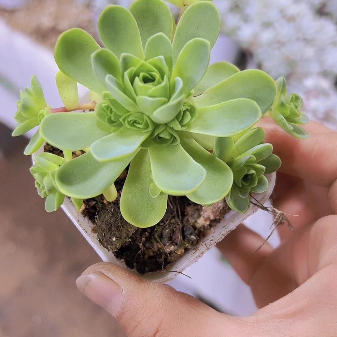 山地玫瑰19包邮多肉