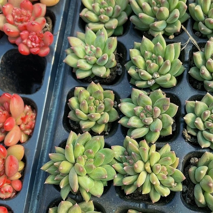 甲骨文1.5带土发