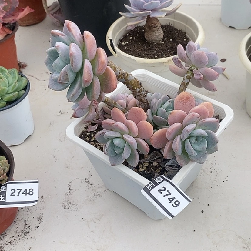 【闪购商品】露凝香2749