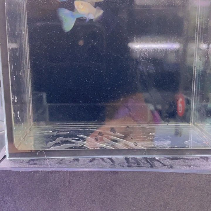 海水鱼孔雀鱼莫蓝一对