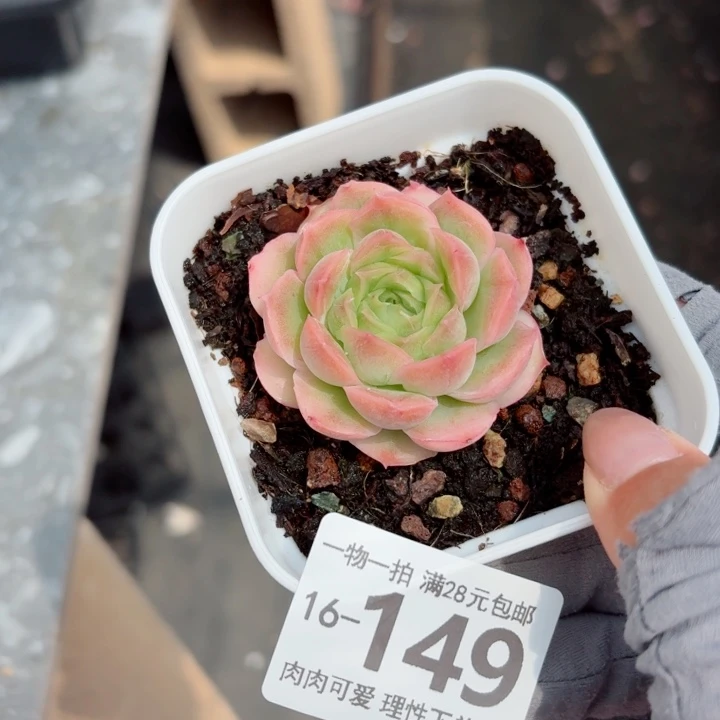 水晶虾饺无盆土发货多肉多