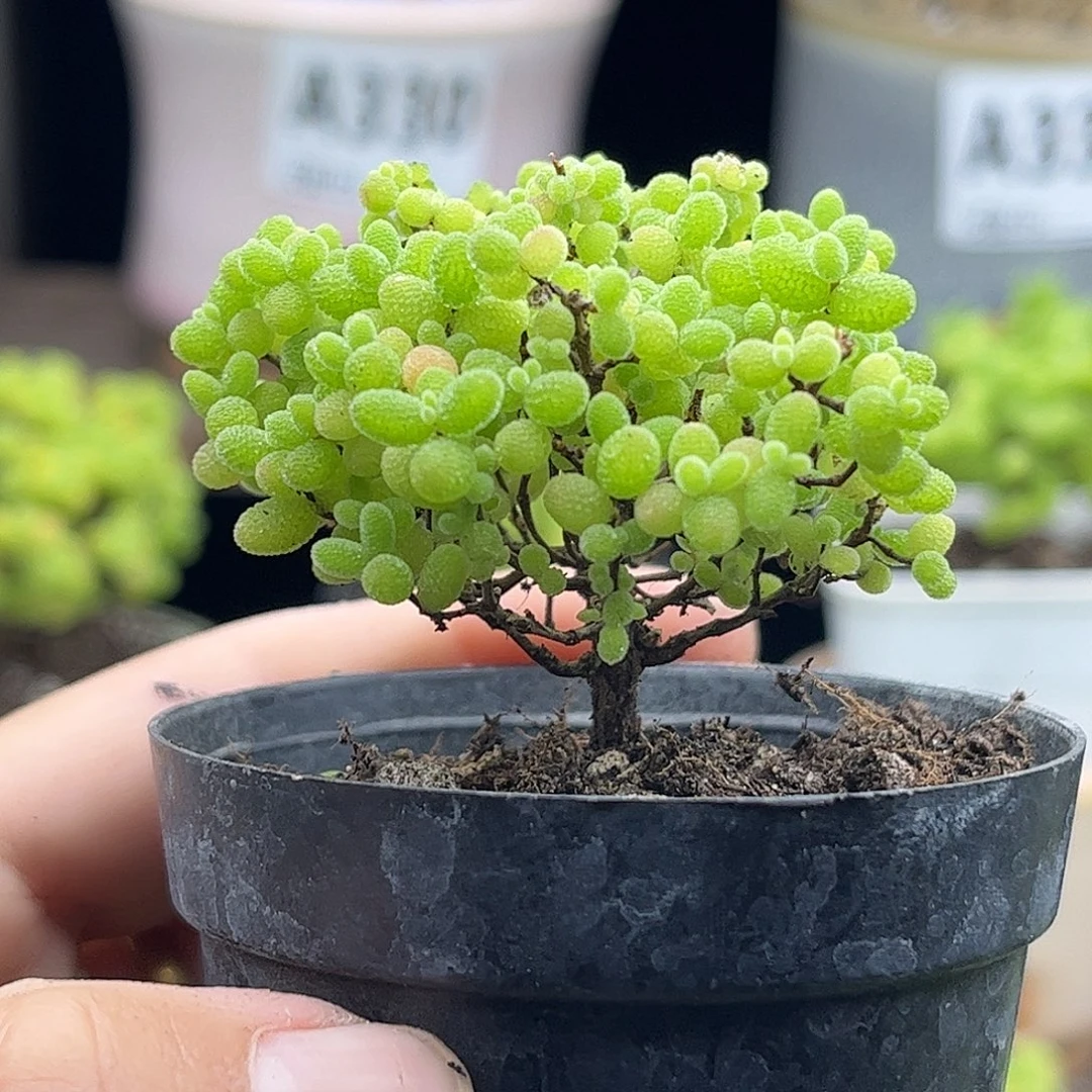 30蜜桔糖球优选枝干