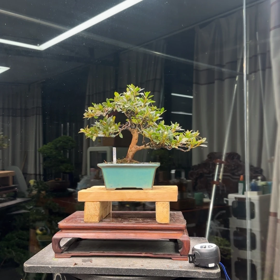 大***流无花朵花卉苗木花卉苗木