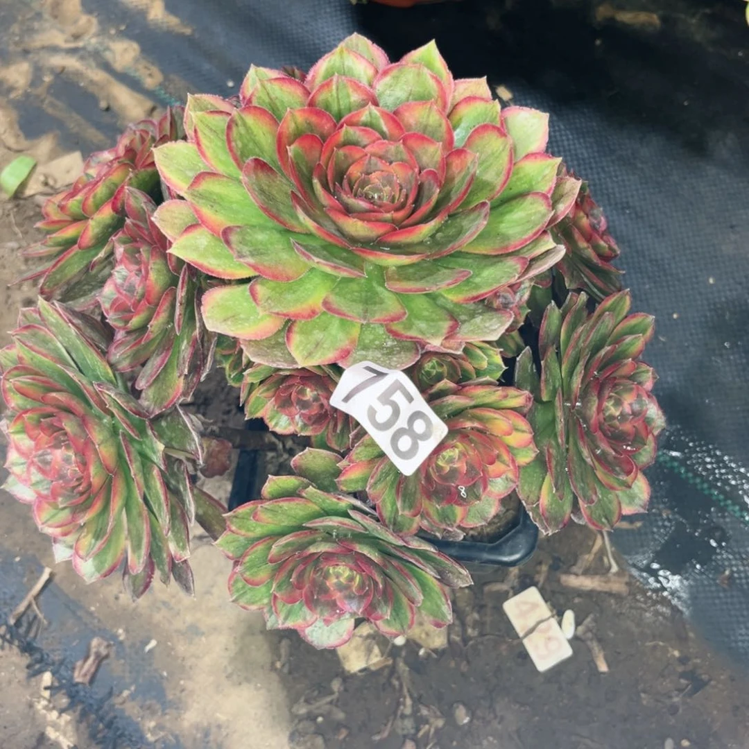 758火狐多肉法师