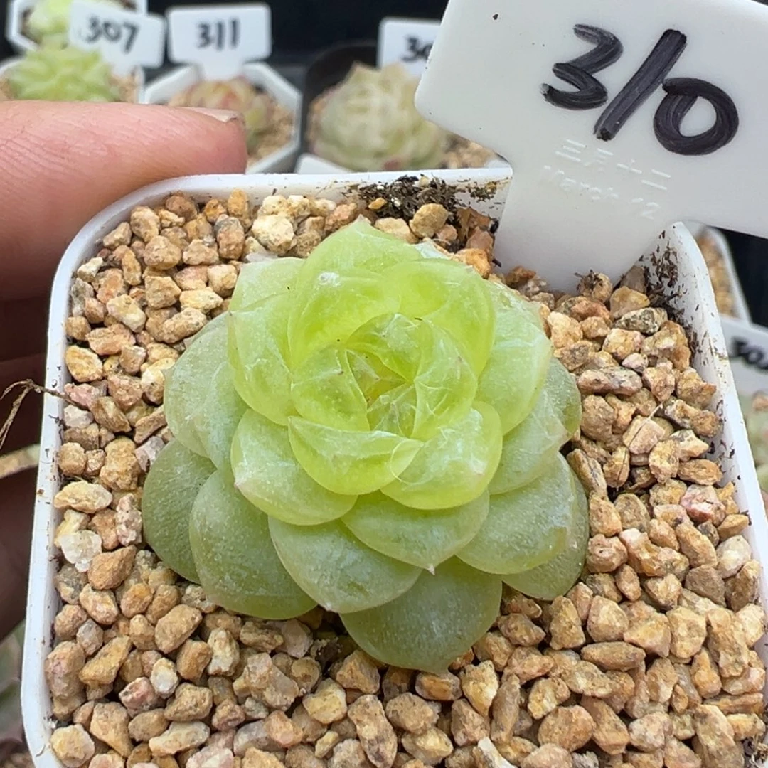 310号白冰 晗雨多肉