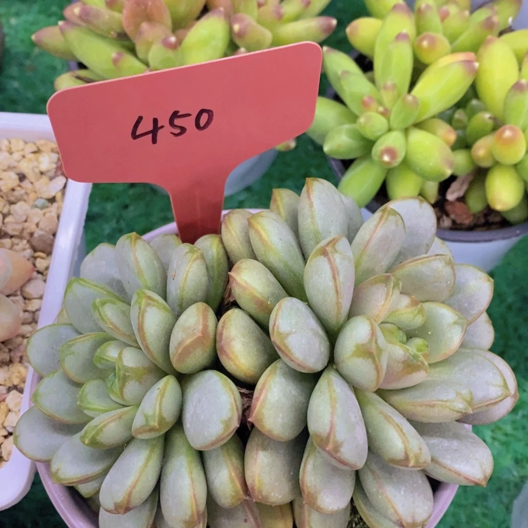 开心多肉，首播2场，一单包邮