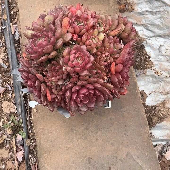 岁***L红宝石群生，一物一拍