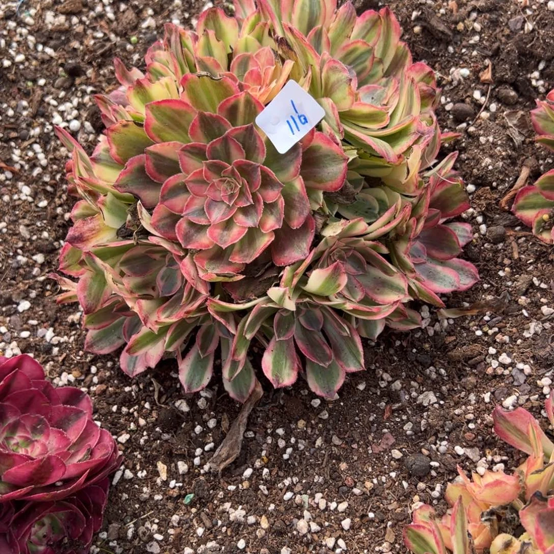 116唐三彩多肉植物紫
