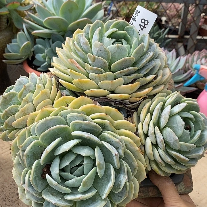 记得拍冷链劳林48