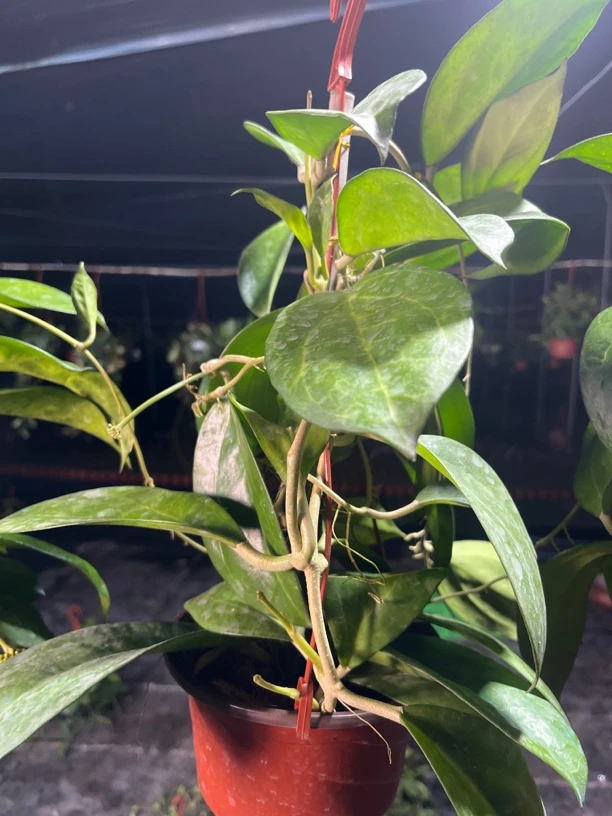 【丽雅】球兰大苗盆栽 不包叶损 爬藤攀援吊兰植物