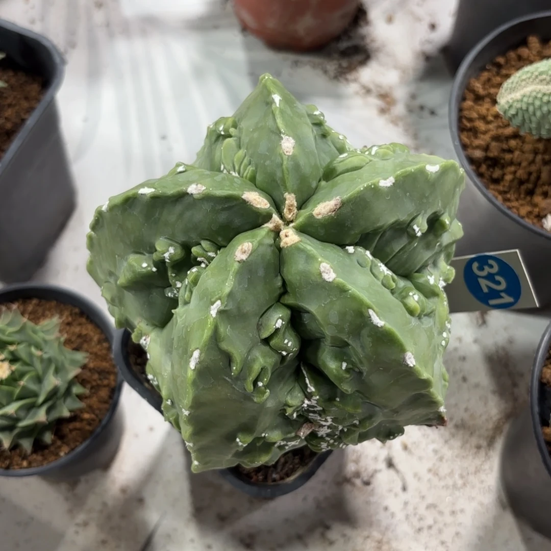 321实生核桃鸾凤玉带盆带土发货