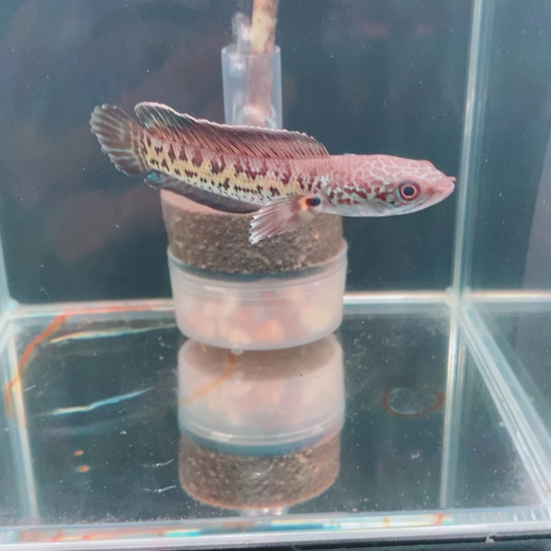 雷龙黄金眼镜蛇补差价