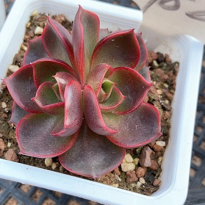 多肉植物红灯982