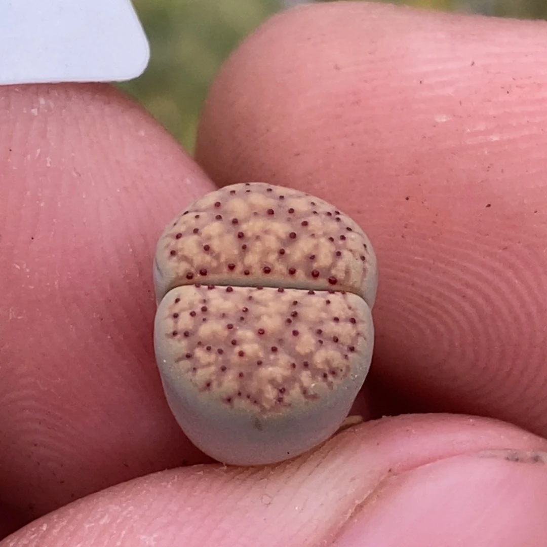 6277。18包邮.当天凑哦。新疆西藏88包邮